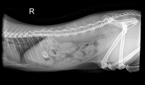 猫咪吞了一节电话线 请问胃镜是否可以处理还是需要开刀