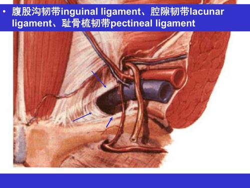 外科学课件腹股沟区的临床应用解剖学