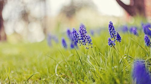 小清新唯美朦胧花卉桌面壁纸