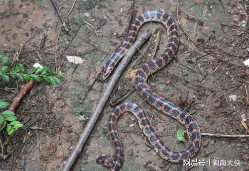 这种蛇十分独特蜘蛛的头蛇的身究其原因连科学家也解释不清