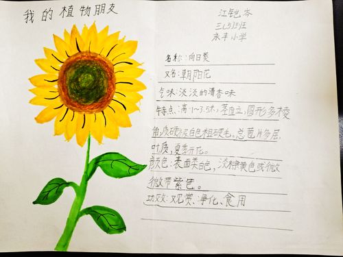 预热活动——植物记录卡制作中,三(5)班的孩子们走近自然,细心观察,用