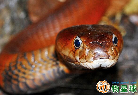 眼镜蛇的亚种分类