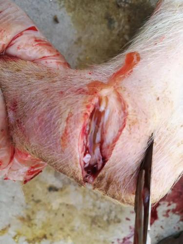 副猪嗜血杆菌病的防控