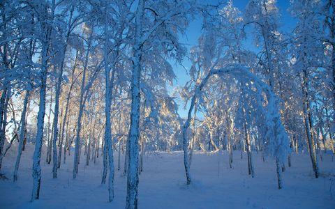 冬天雪地树林风光