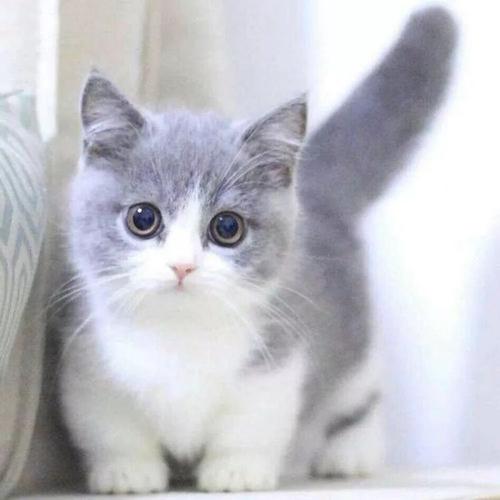 短腿的进击:腿短又可爱的不只柯基,这些短腿猫也吸粉无数!