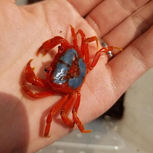 螃蟹观赏相手蟹宠物螃蟹水族蟹迷你蟹寄居蟹包邮包活 超大观赏蟹