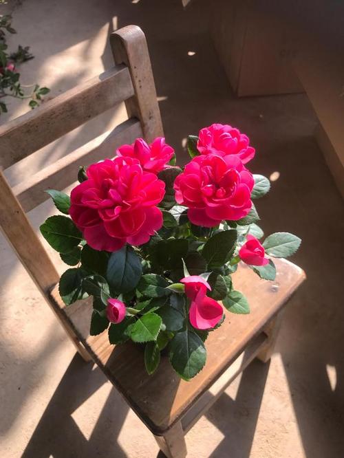 新品盆栽月季花,标准中国红,香气四溢,四季都开花,很值得拥有