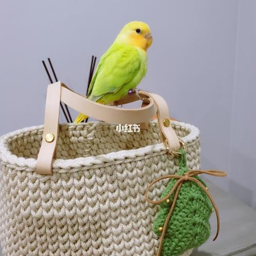 牡丹鹦鹉宝宝要想生活过得去身上带点儿绿_牡丹_牡丹鹦鹉_宠物_宠物