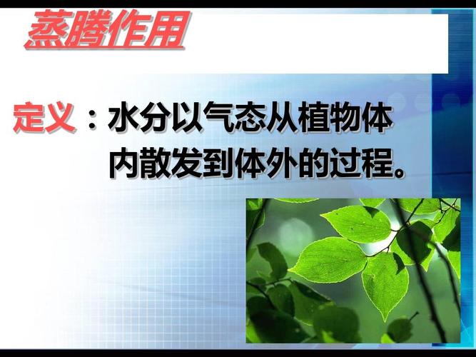 七年级上册_绿色植物的蒸腾作用9(gai_)ppt