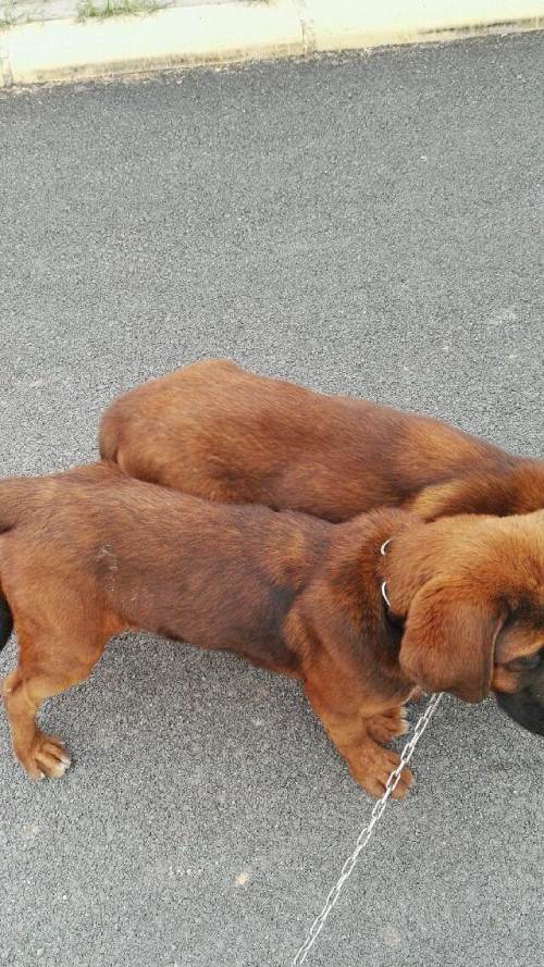 土佐犬今转让一只