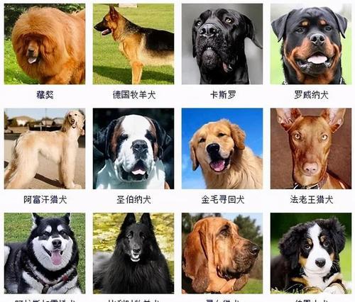 178个品种的狗狗,傻傻分不清楚?有了它,一扫就能认出