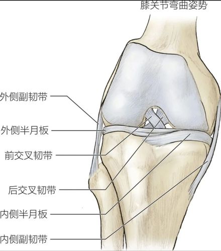 1.6 膝部韧带与软组织