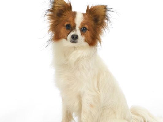 如何训练好狗狗坐下,让狗狗安静的简单方法