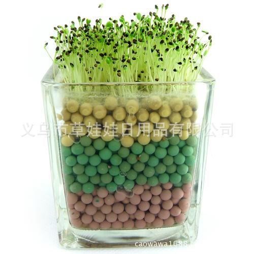 草娃娃 新款负离子ii栽培 迷你桌面植物 青草种植 净化空气