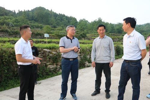 黔南州委常委瓮安县委书记杨朝伟调研农业产业发展情况