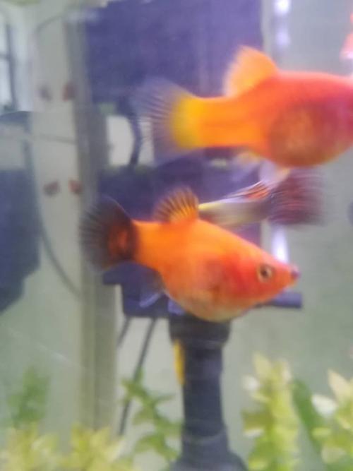 这个红玛丽是不是要下小鱼了,我不太懂,肚子好大.