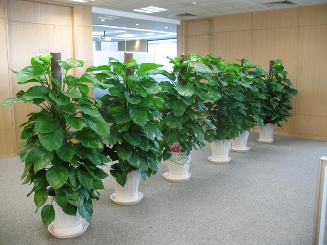 金坛植物租赁价格-园艺生态景观-常州植物租赁