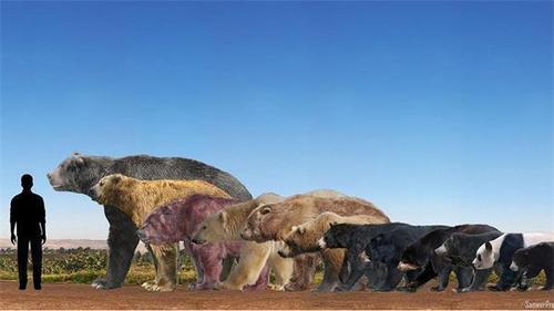 在遥远的史前时代, 南美洲生活一种超级巨熊, 细齿巨熊