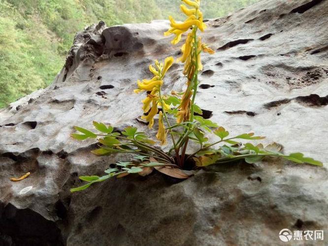 黄连 纯野生岩黄莲