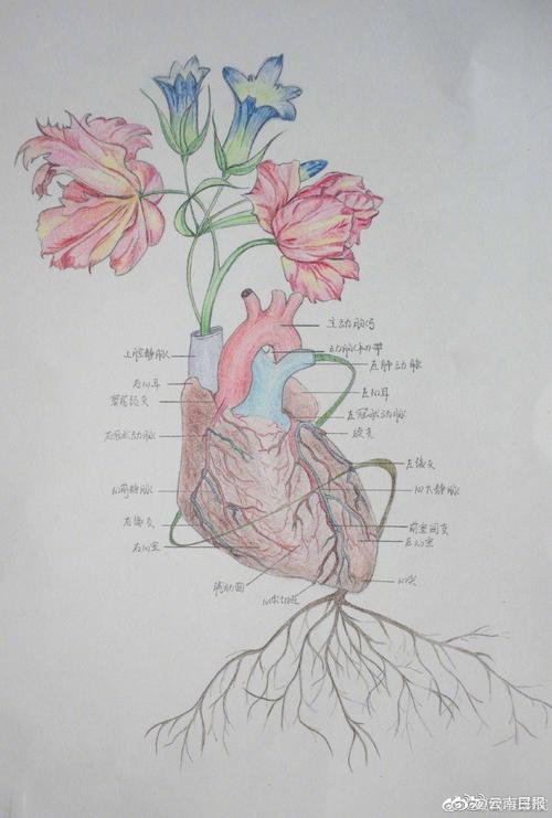 高校学生手绘解剖图走红 网友:被学医耽误的灵魂画手