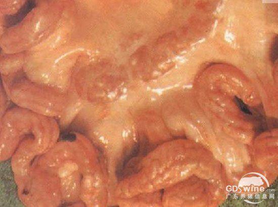 猪结核病 症状图谱