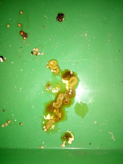 虎皮鹦鹉的这种便便是拉稀了吗?求大神告知