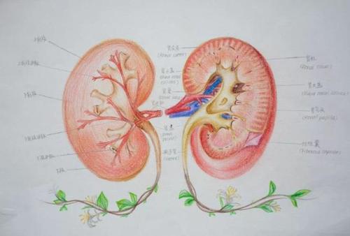 赣州这所高校学生手绘解剖图走红~被学医耽误的"灵魂画手"!