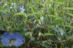 科别 鸭跖草科(commelinaceae) 药用部位 全草   药效 全草具清热
