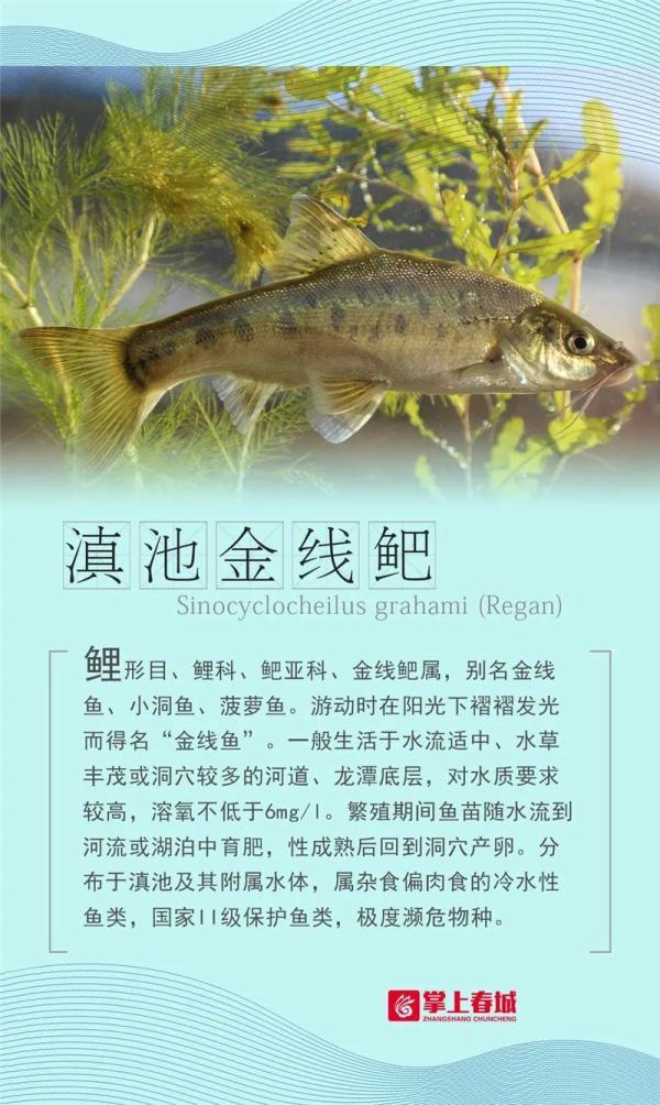 我的兄弟回来了,滇池23条鱼的故事