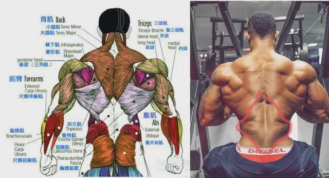 10,腰窝髂后上嵴和其同侧臀大肌之间形成凹陷需要髂肋肌不发达和较大