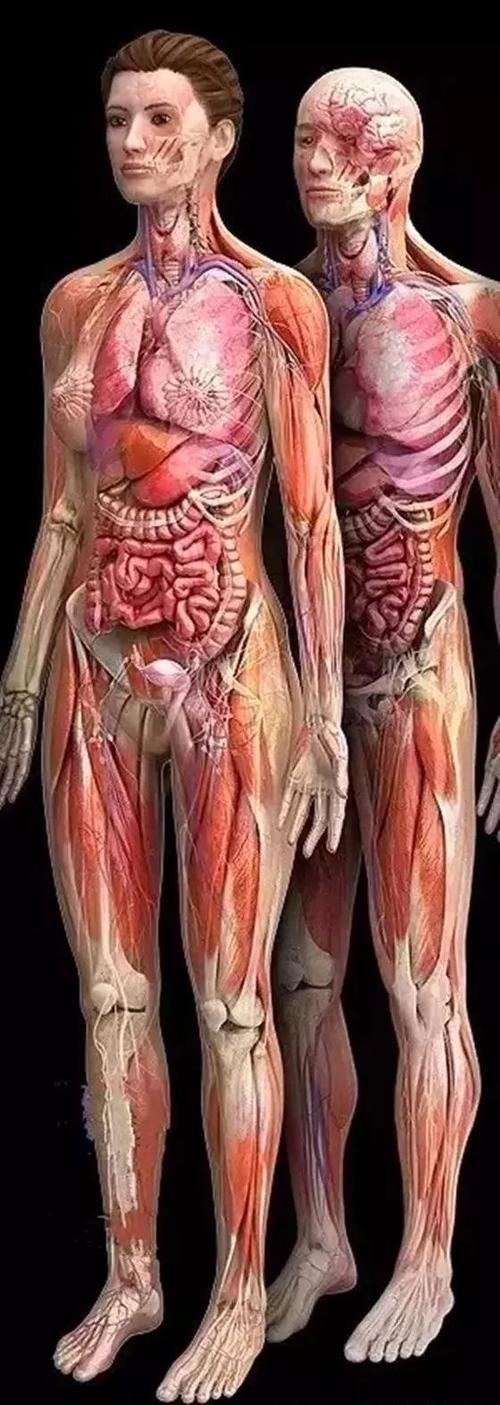 于卵子壁的精子带有冠细胞的人类卵子显微镜下一万倍细胞壁上的结构