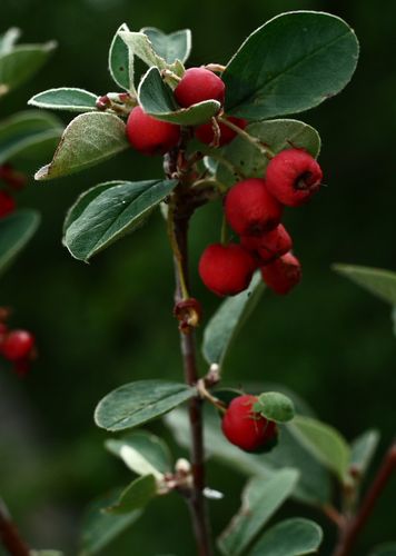 栒子的分布情况