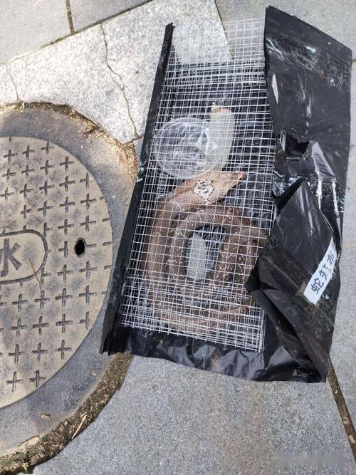 今天上午 专业的捕蛇团队到这个小区巡查蛇笼时发现 这一次捕获的