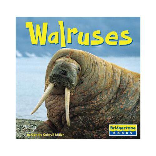 【预订】walruses 进口原版 9780736843133