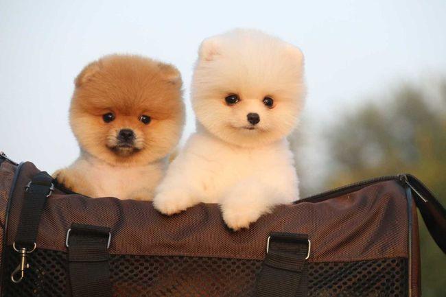 最小狗狗排行榜这6种狗子你都见过吗