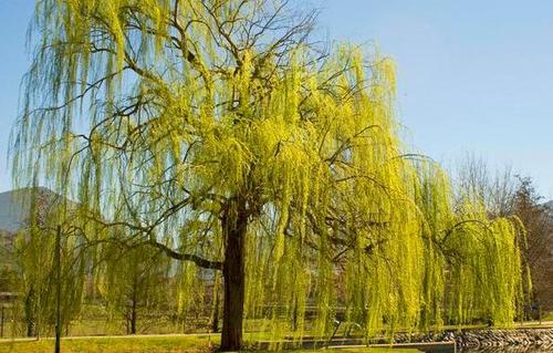 柳树的种植与病虫害防治技术,这几个技巧很实用,快来学习下吧