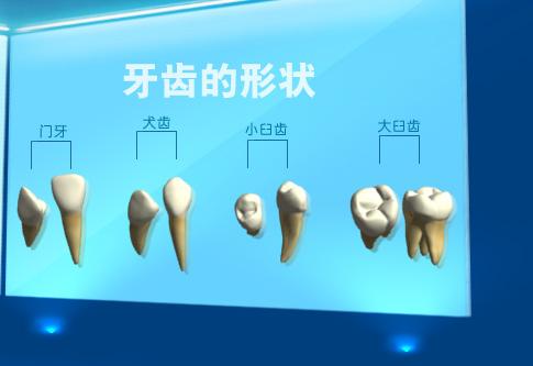 牙体形态测量指标和方法