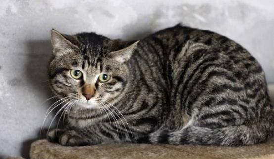 中国本土名猫,你认识哪些,我大橘必须有姓名