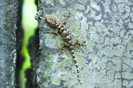 治疗癌症的一味好药——壁虎