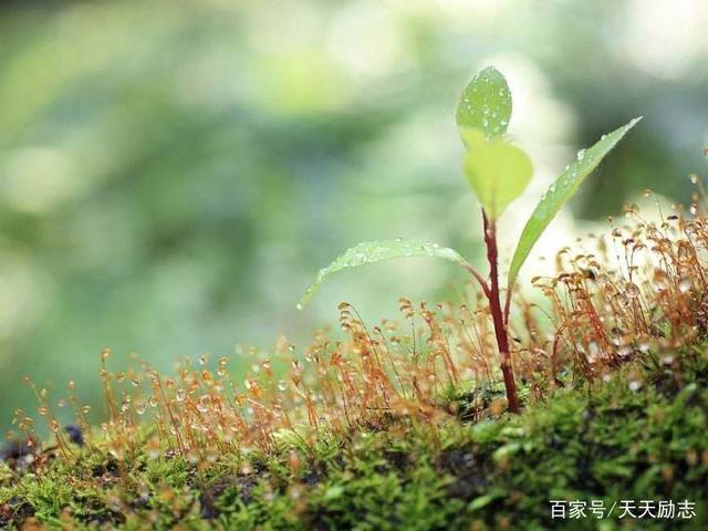 涵养是生活在心灵里的沉淀,也是精神自我修炼的成果