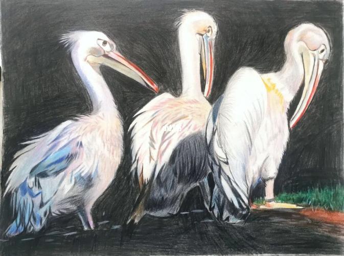 彩铅鹈鹕_彩铅_拖延症_懒癌_文化_绘画