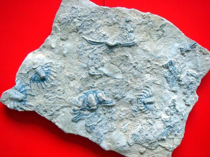 三叶虫化石
