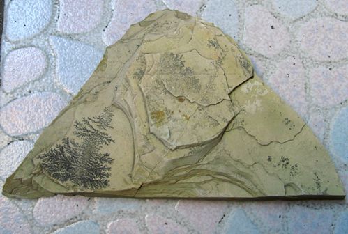 紫金石水草化石标本