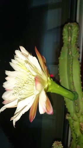 难得一见的仙人山开花