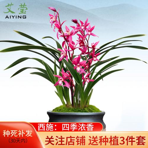 艾莹兰花苗蕙兰西施有香味兰花四季建兰室内花卉植物盆栽阳台盆.