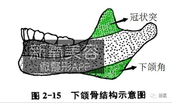伴随着这个肌肉运动,使得下颌角和冠状突变得明显.
