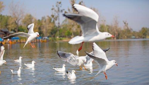 最美殊荣|喜讯!西昌邛海湿地公园荣获省级优秀科普基地