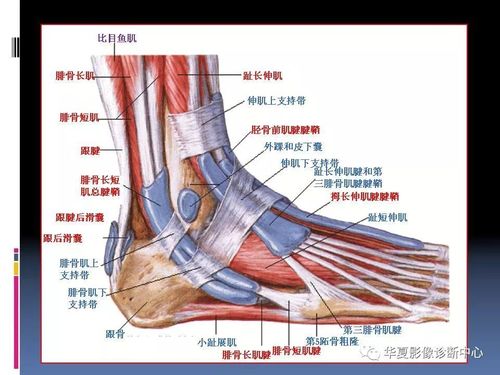 踝关节mri解剖及常见病变