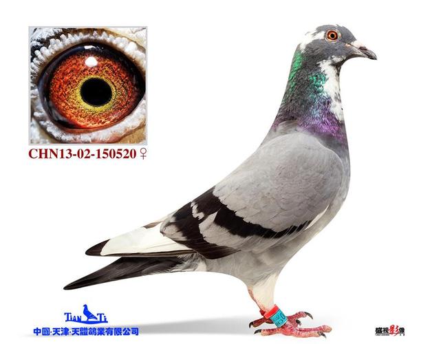 天体鸽业第三十一期 配对种鸽赏析推荐-今日天体