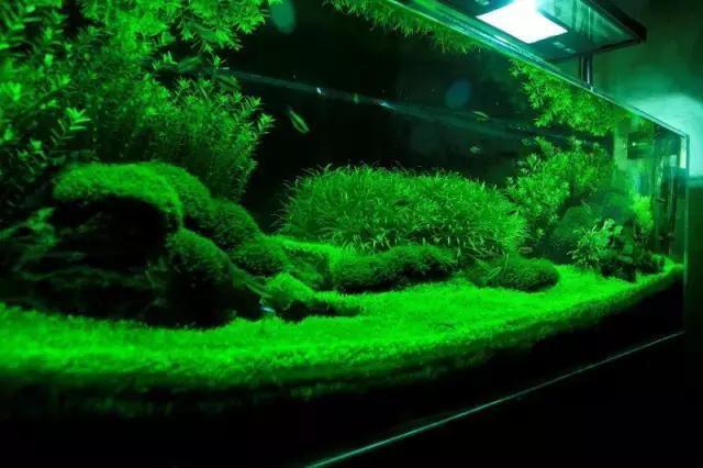 家居水景丨1.5米草缸开缸造景教程